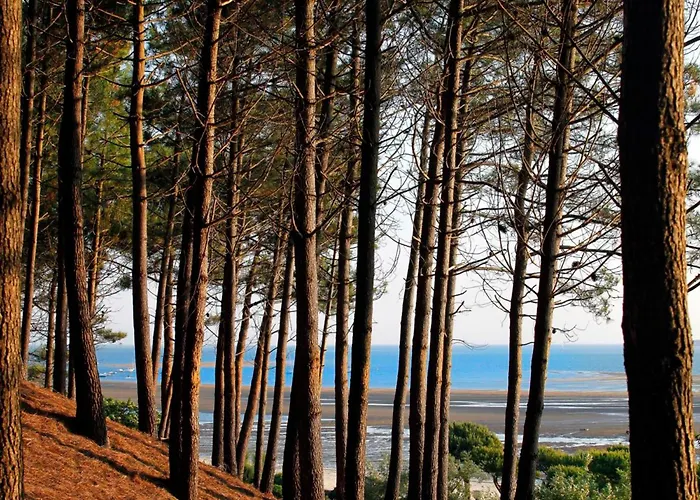 Appartement Proche Pour 2 Pers Avec Parking - Fr-1-420-159 Arcachon